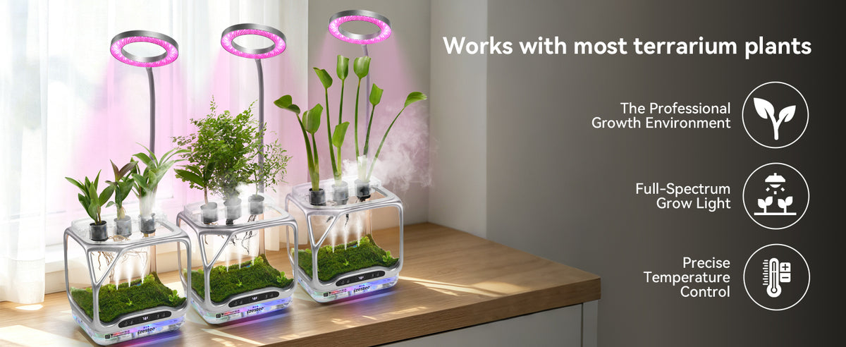 Aeroponic terrarium works with most terrarium plants, ferns moss anthurium fittonia and succulents